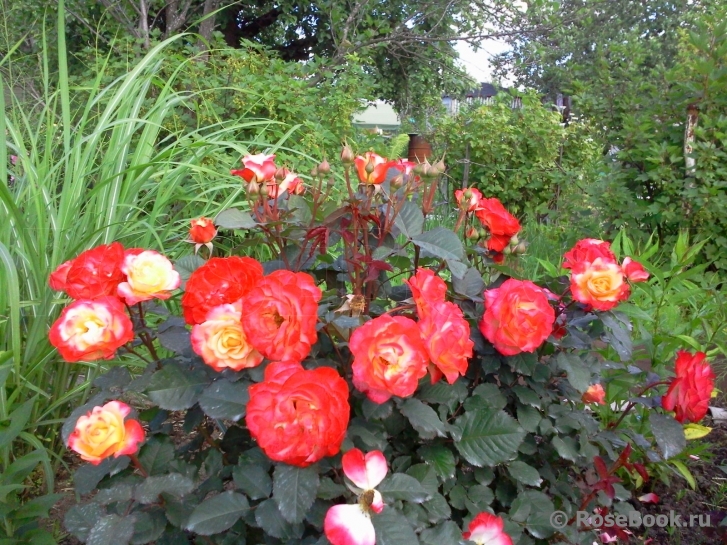 Marseille en Fleurs