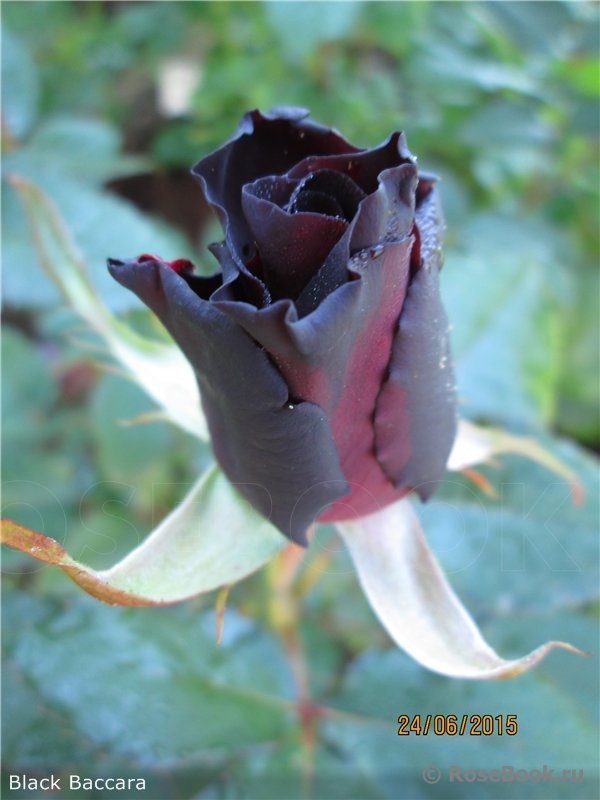 Black Baccara