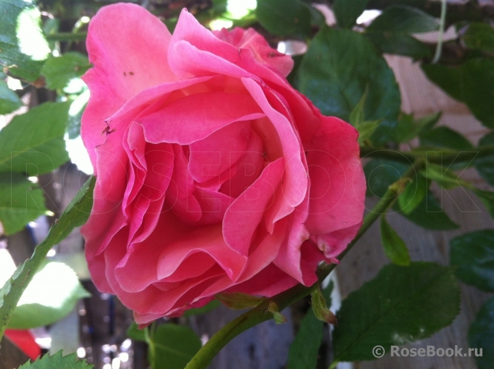 Queen Elizabeth Rose, Cl., The