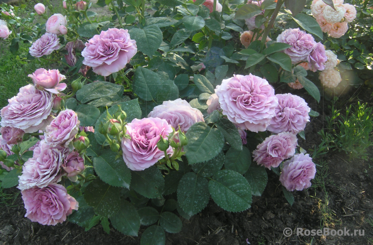 Роза Lavender Parfum