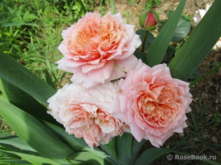 Festival des Jardins de Chaumont