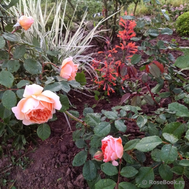 Lady of Shalott 