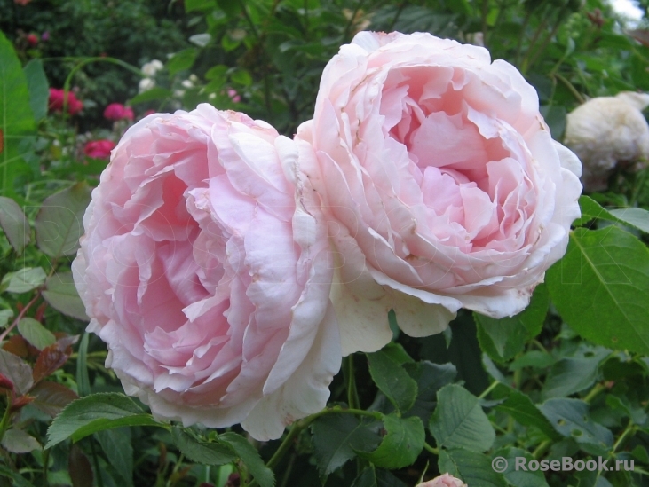 The Wedgwood Rose