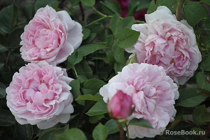 Cottage Rose 