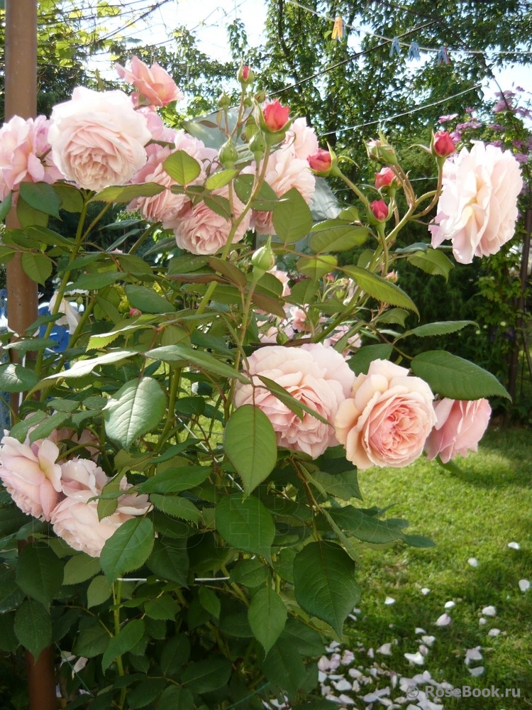 A Shropshire Lad