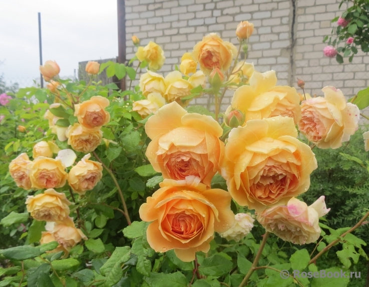 Crown Princess Margareta®