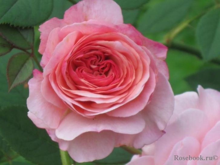 A Shropshire Lad