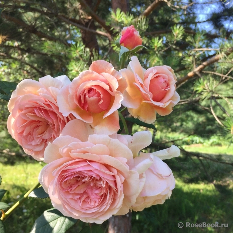 A Shropshire Lad