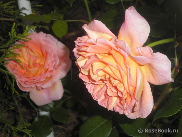 Abraham Darby