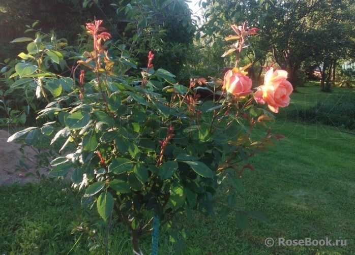 Lady of Shalott 