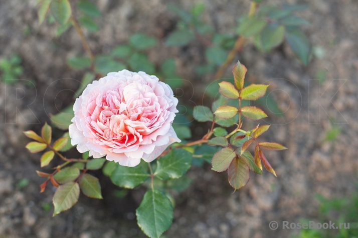 Abraham Darby