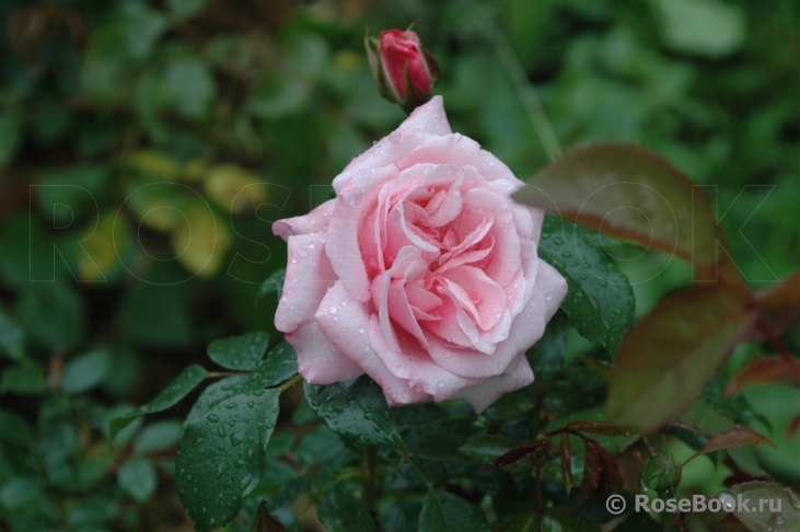 Rossetti Rose