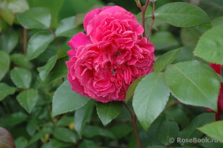 Ivor's Rose