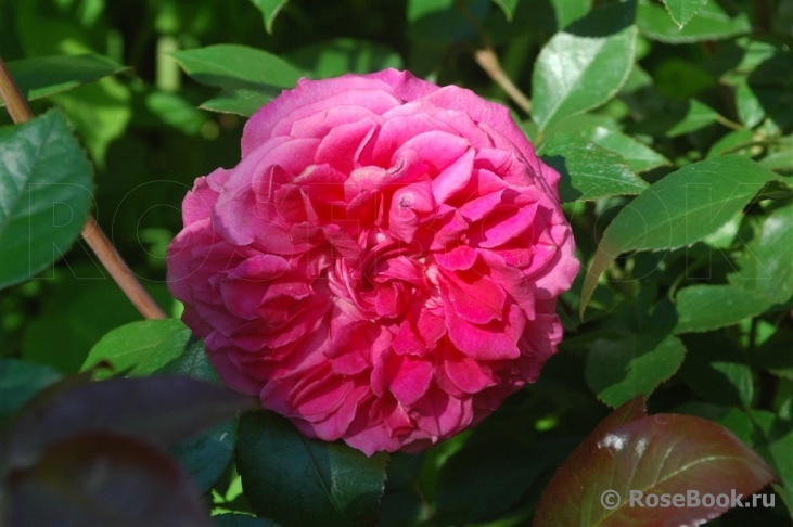 Ivor's Rose