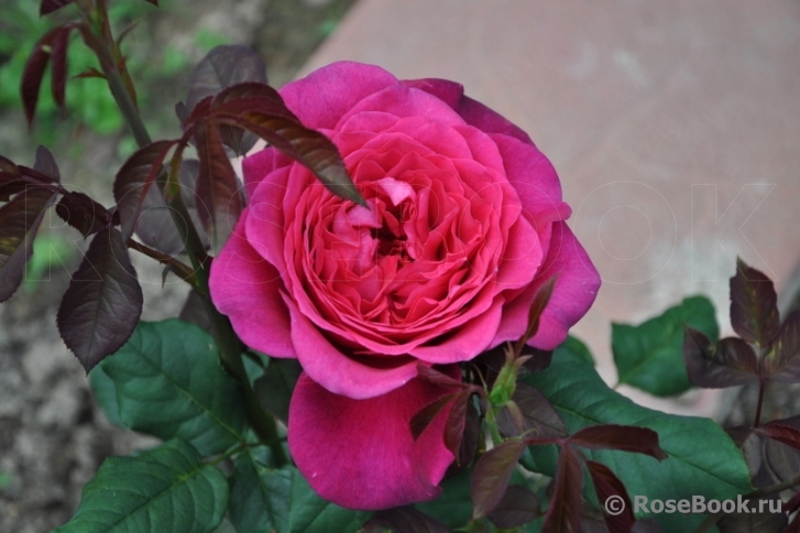 Johann Wolfgang von Goethe Rose®