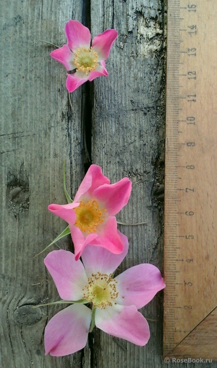 Rosa glauca Carmenetta