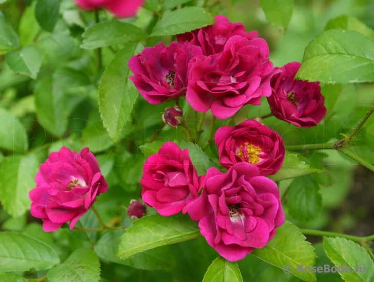 Crimson Rambler