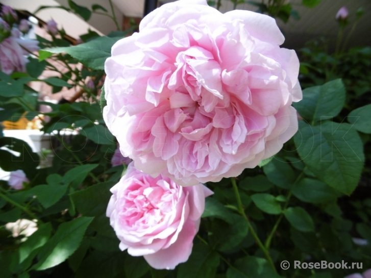 Cottage Rose 