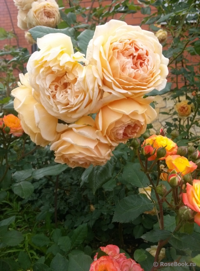 Crown Princess Margareta®