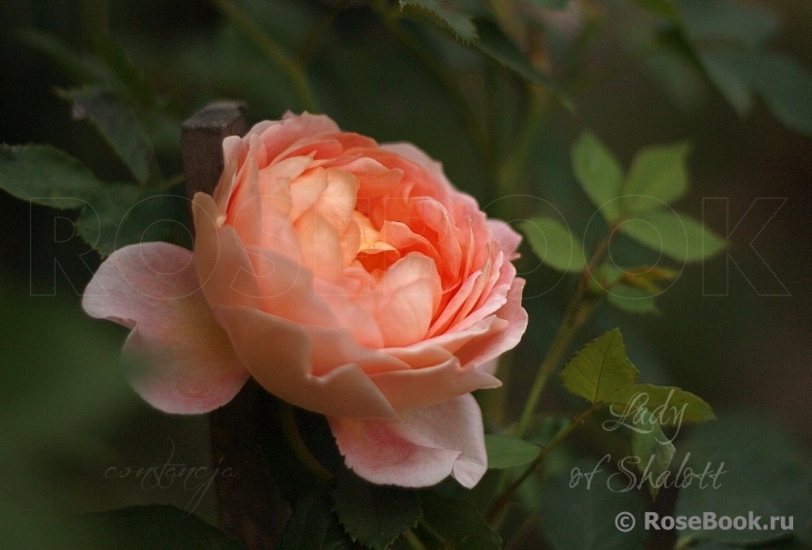 Lady of Shalott 