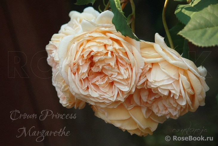 Crown Princess Margareta®