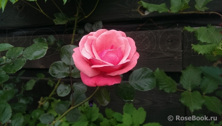 Pink Perpétué