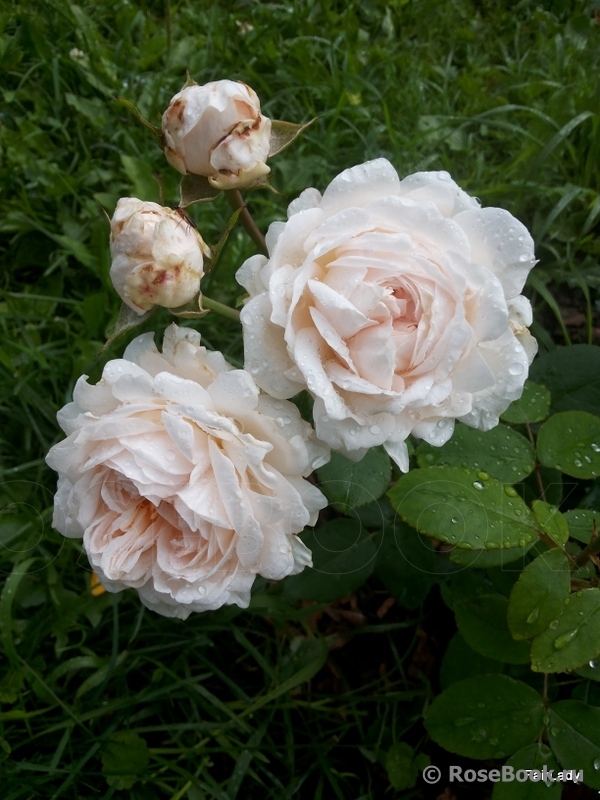 The Lady Gardener