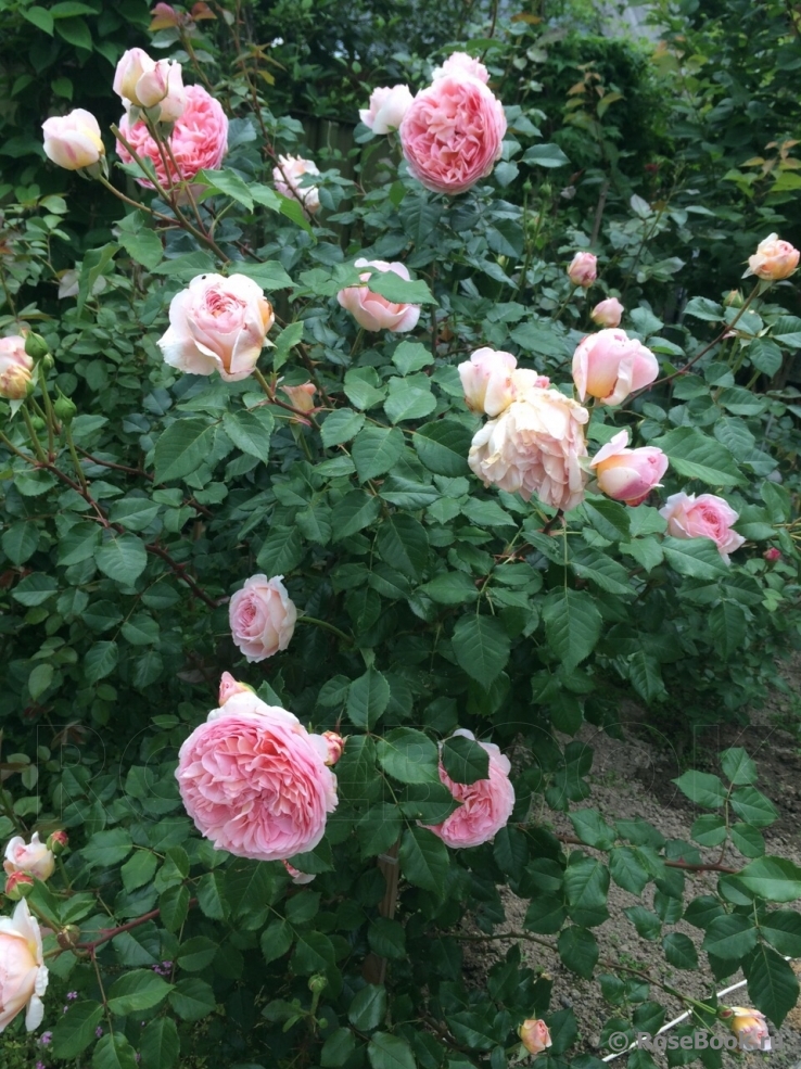 Abraham Darby