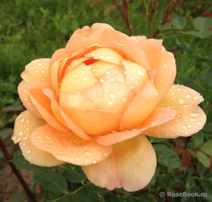 Lady of Shalott 