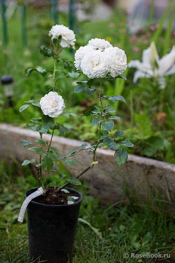 Great North Eastern Rose 