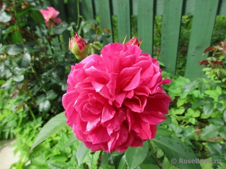 Ivor's Rose