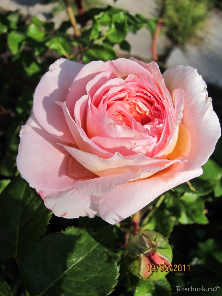 Abraham Darby