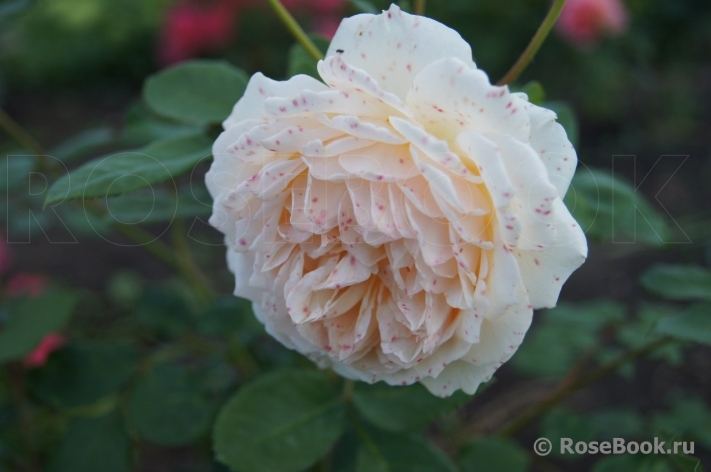 Crown Princess Margareta®