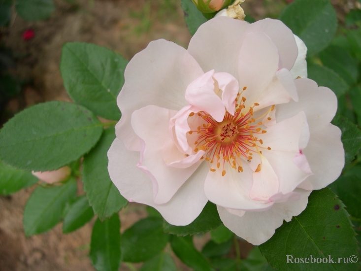 Jacqueline du Pre 