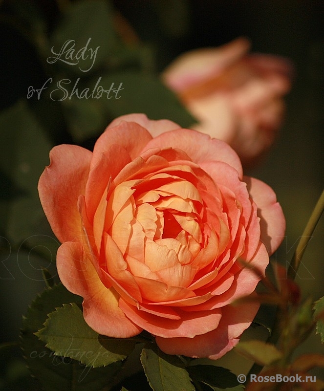 Lady of Shalott 