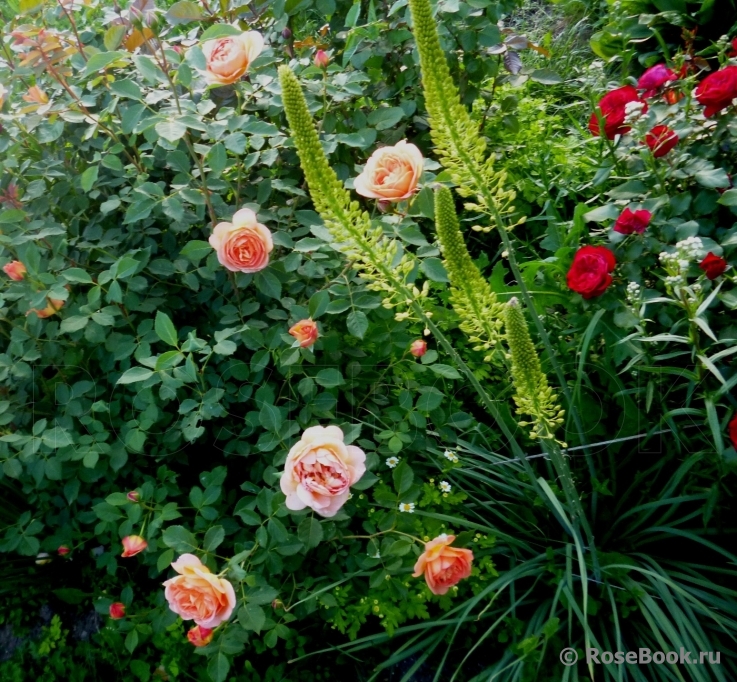 Lady of Shalott 