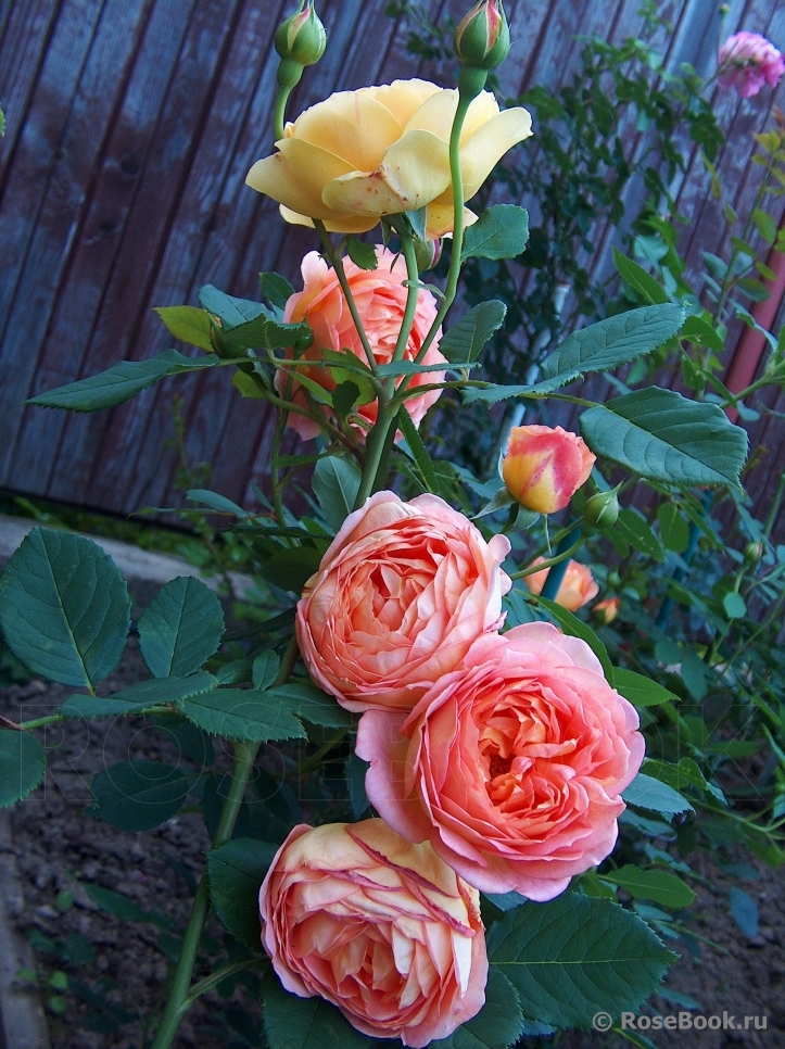 Lady of Shalott 