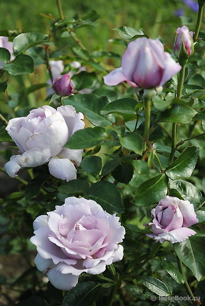 La Rose du Petit Prince