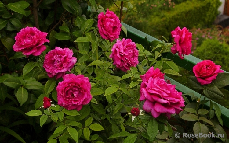 Rosier Rose Lalande de Pomerol ®