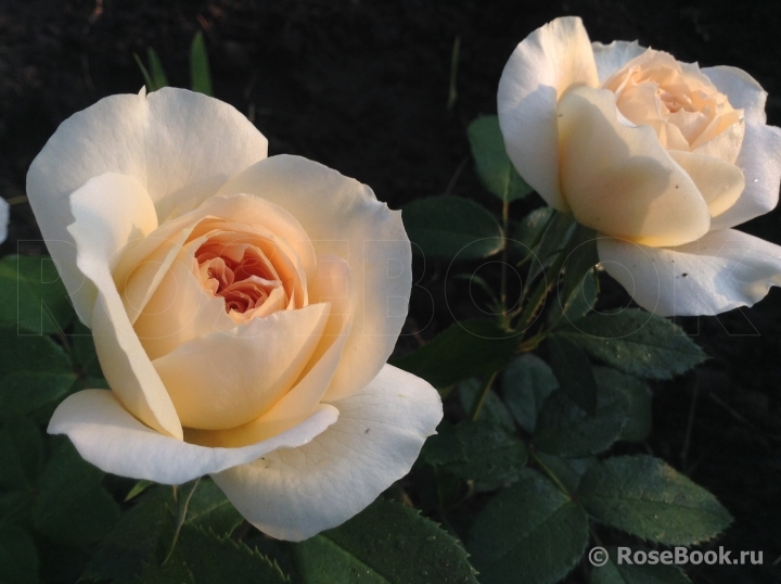 Crocus Rose® 