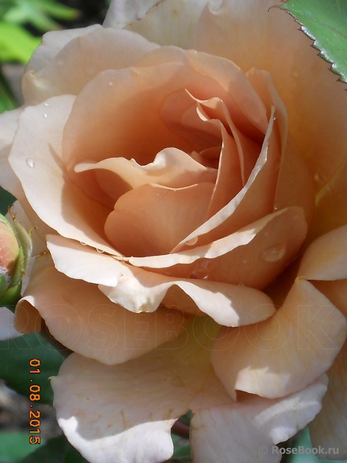 Julia's Rose