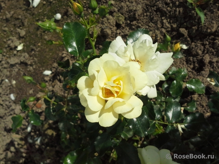 Sunny Rose