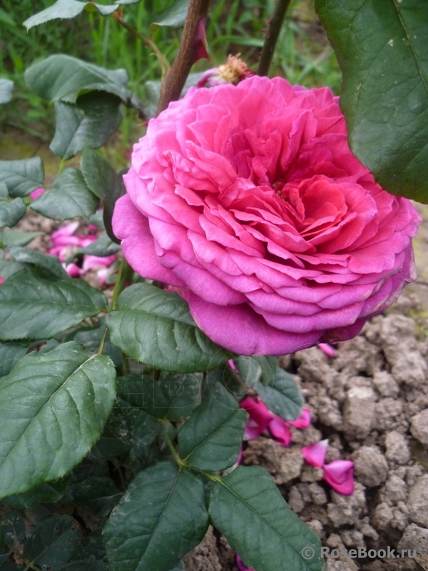 Johann Wolfgang von Goethe Rose®