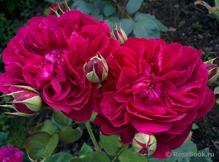 Darcey Bussell 