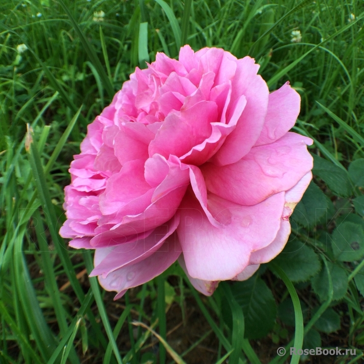 Princess Alexandra of Kent 