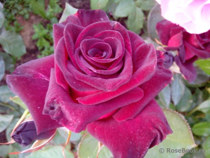 Black Baccara