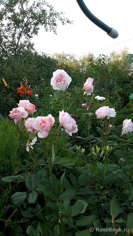 A Shropshire Lad