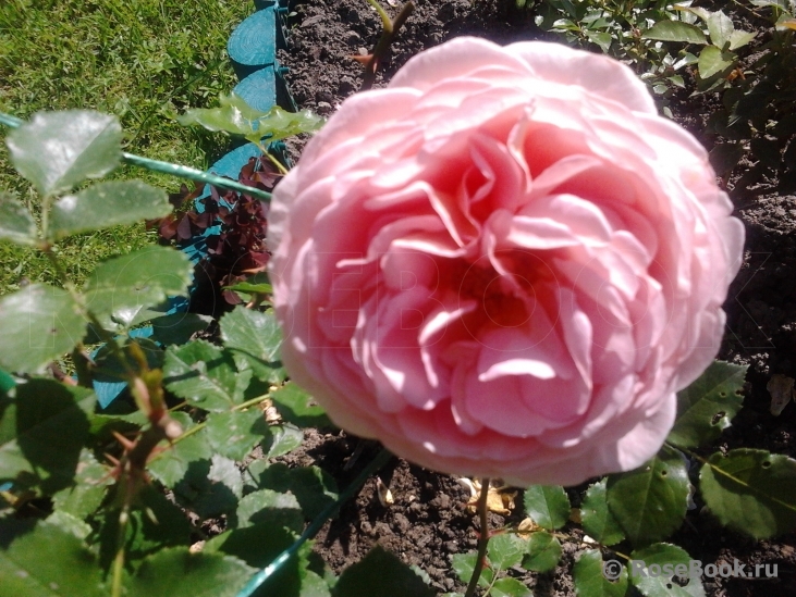 Abraham Darby