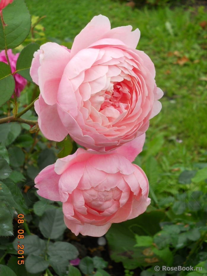 The Alnwick Rose