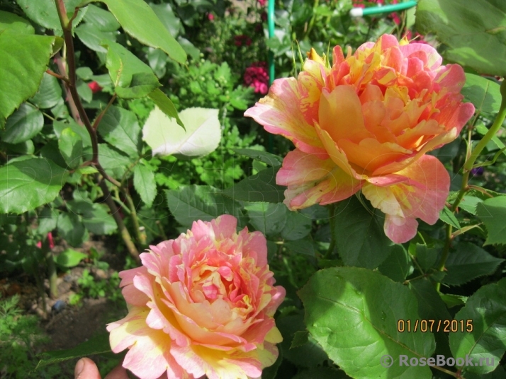 Rose des Cisterciens 